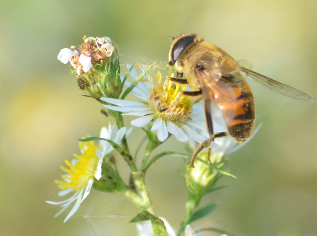 Syrphus ribesii?