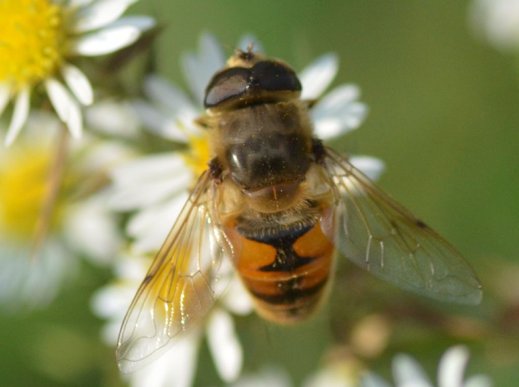 Syrphus ribesii?