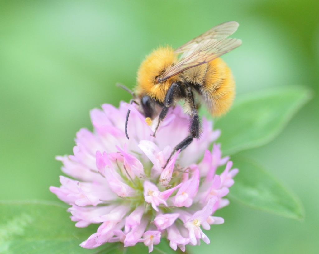 Bombus pascuorum?