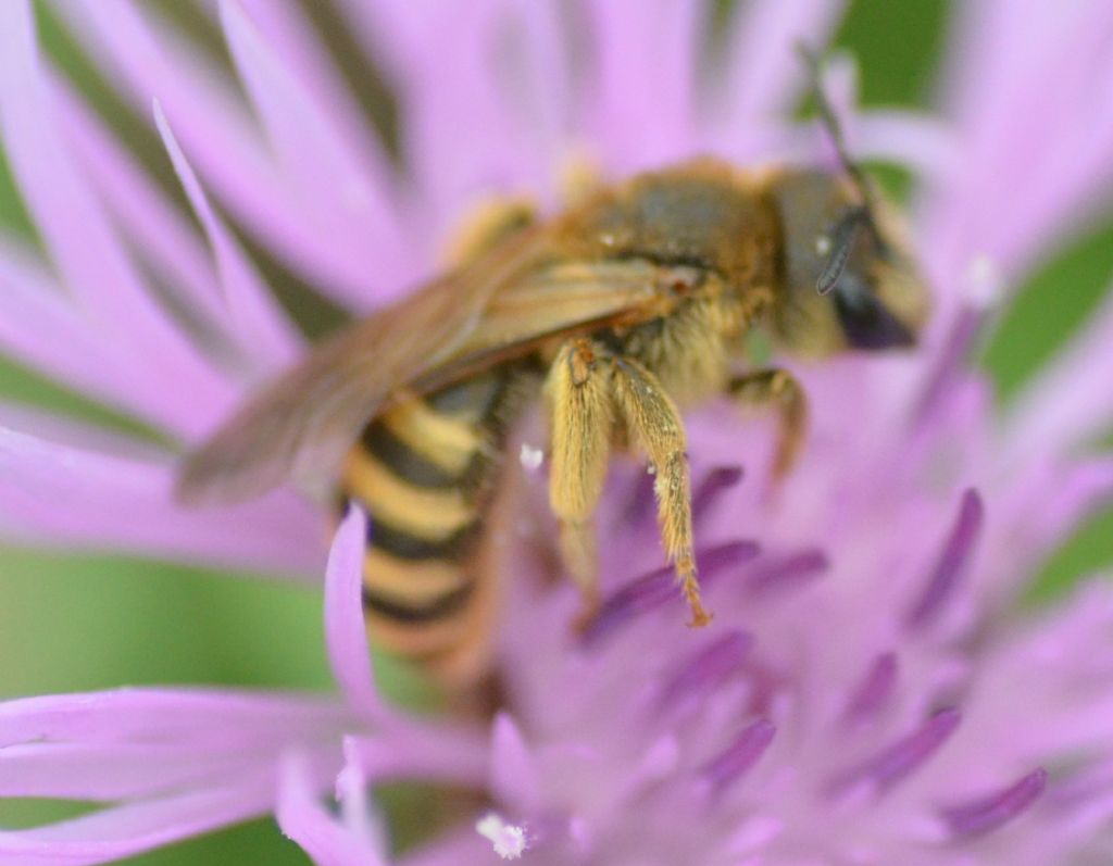 Halictidae: femmina di Halictus scabiosae