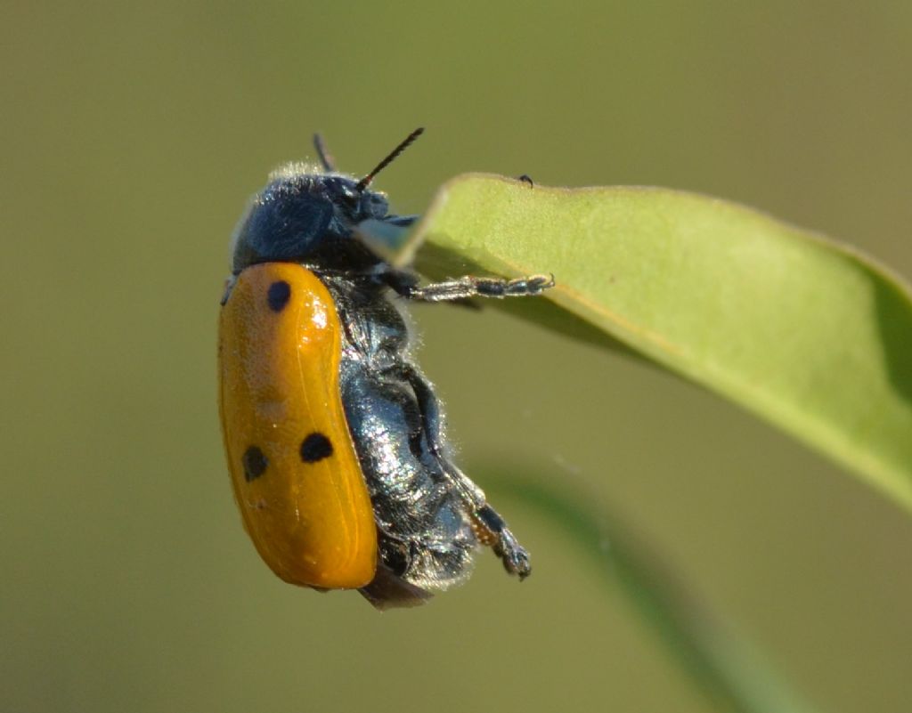 Chrysomelidae: Lachnaia italica