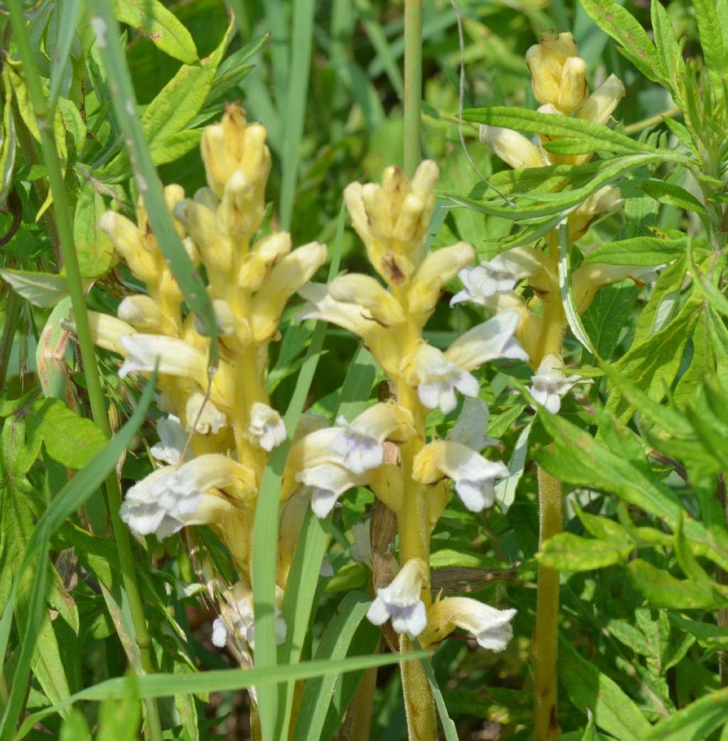 Orobanche lutea