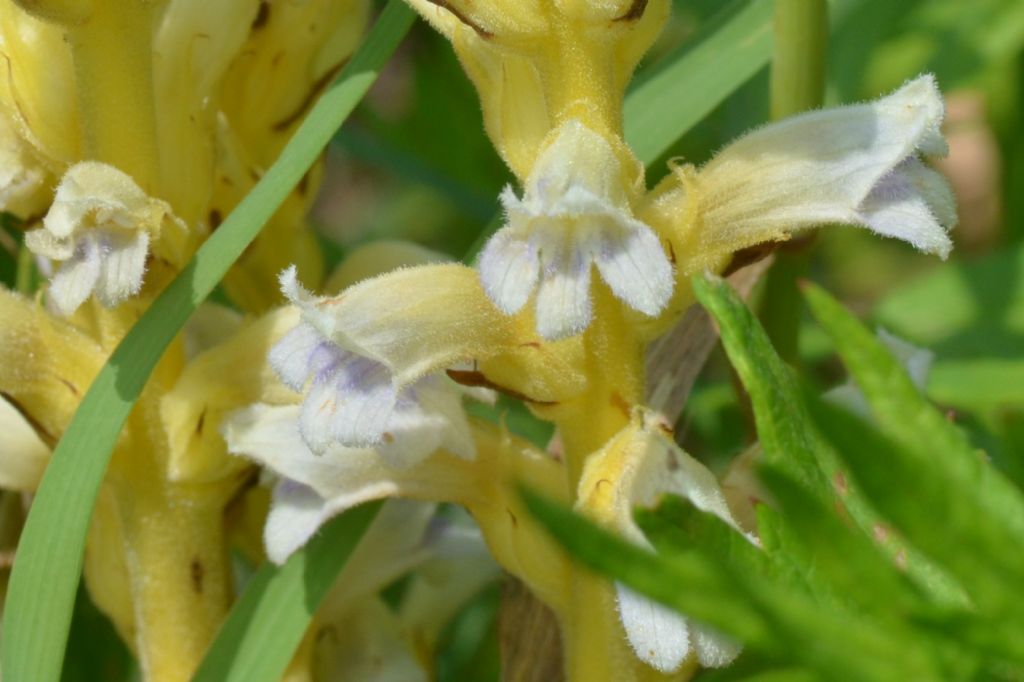 Orobanche lutea