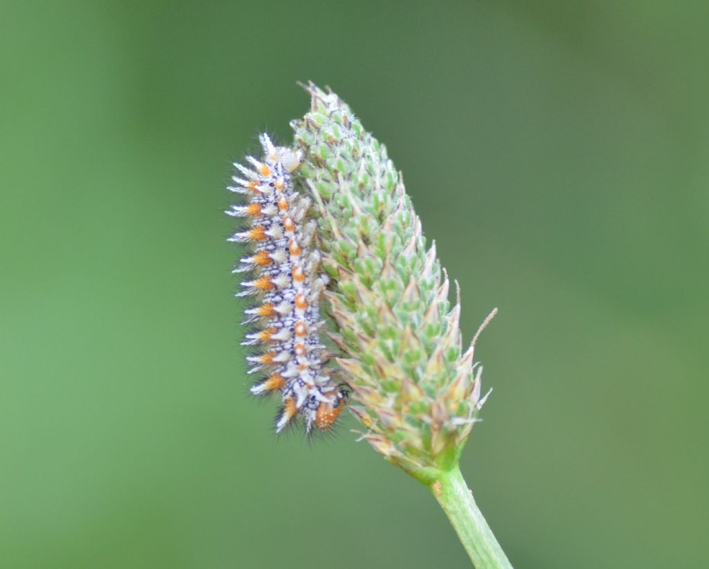 Bruco - Melitaea didyma