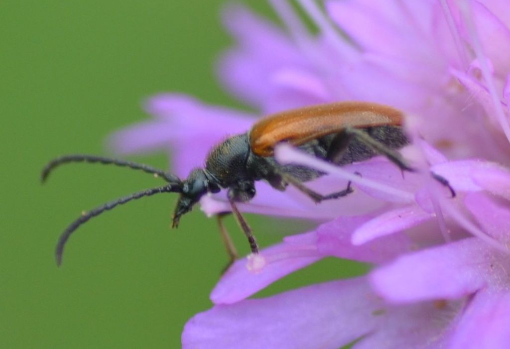 Cerambycidae: Pseudovadonia livida
