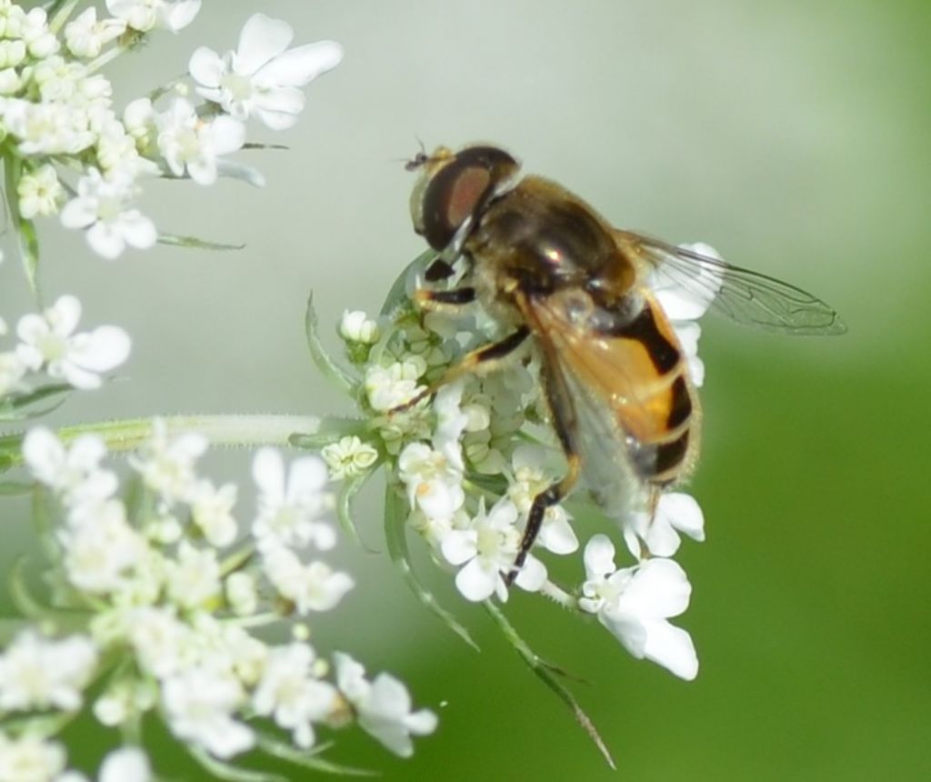 Eristalis sp. ? Si, maschio