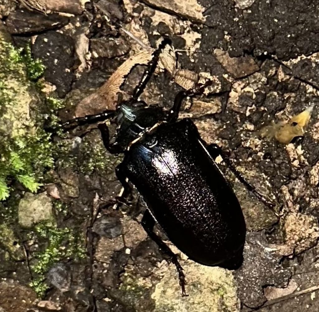 Cerambycidae: Prionus coriarius