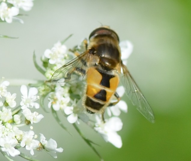 Eristalis sp. ? Si, maschio