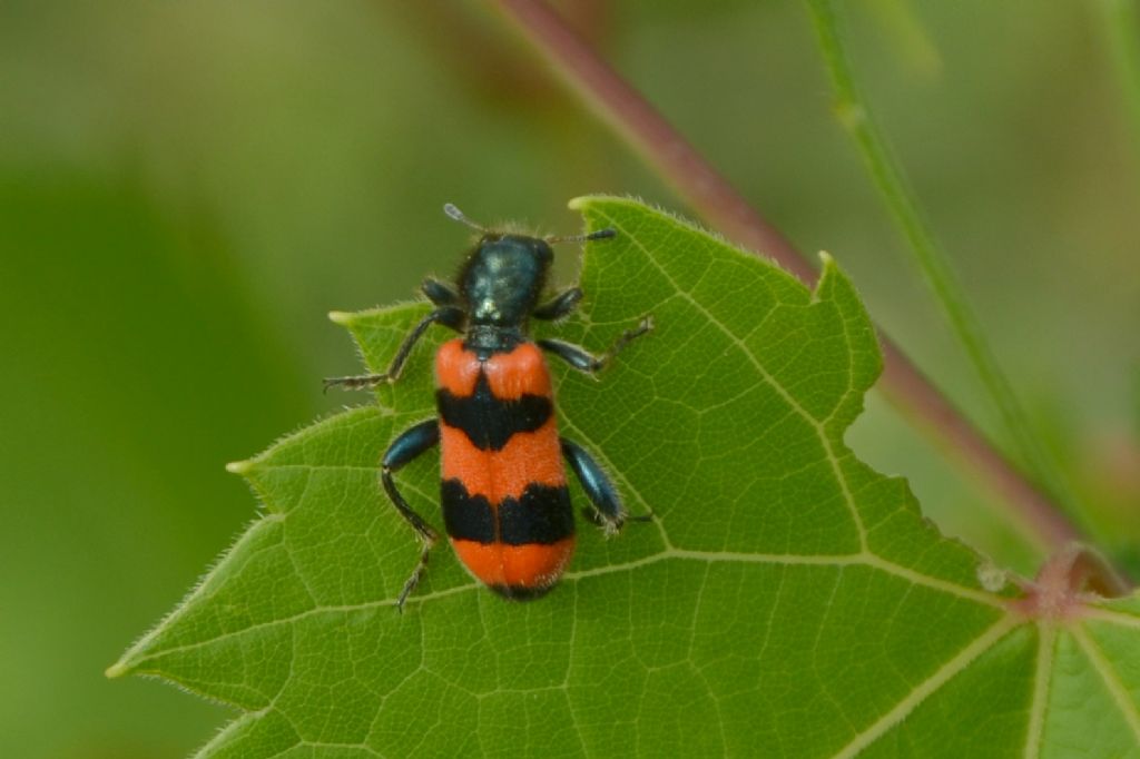 Cleridae: Trichodes apiarius? Sì.