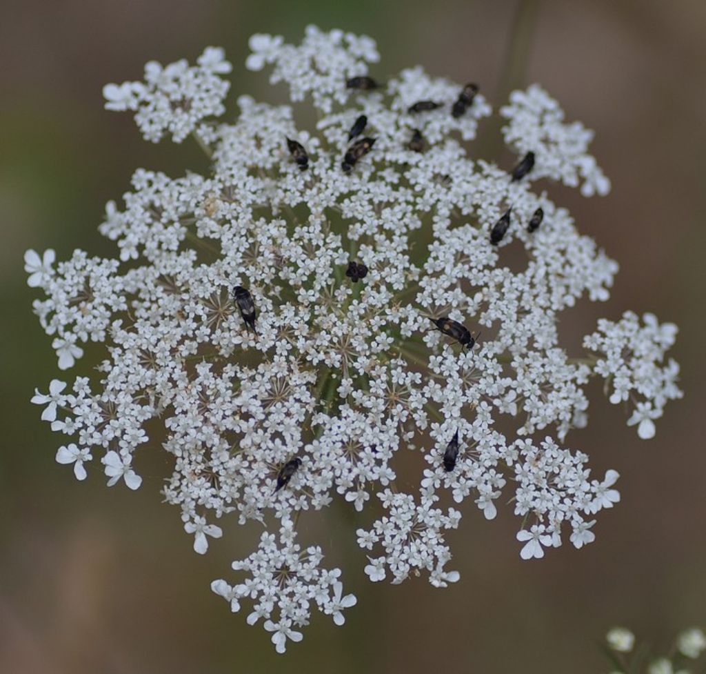 Daucus carota 2