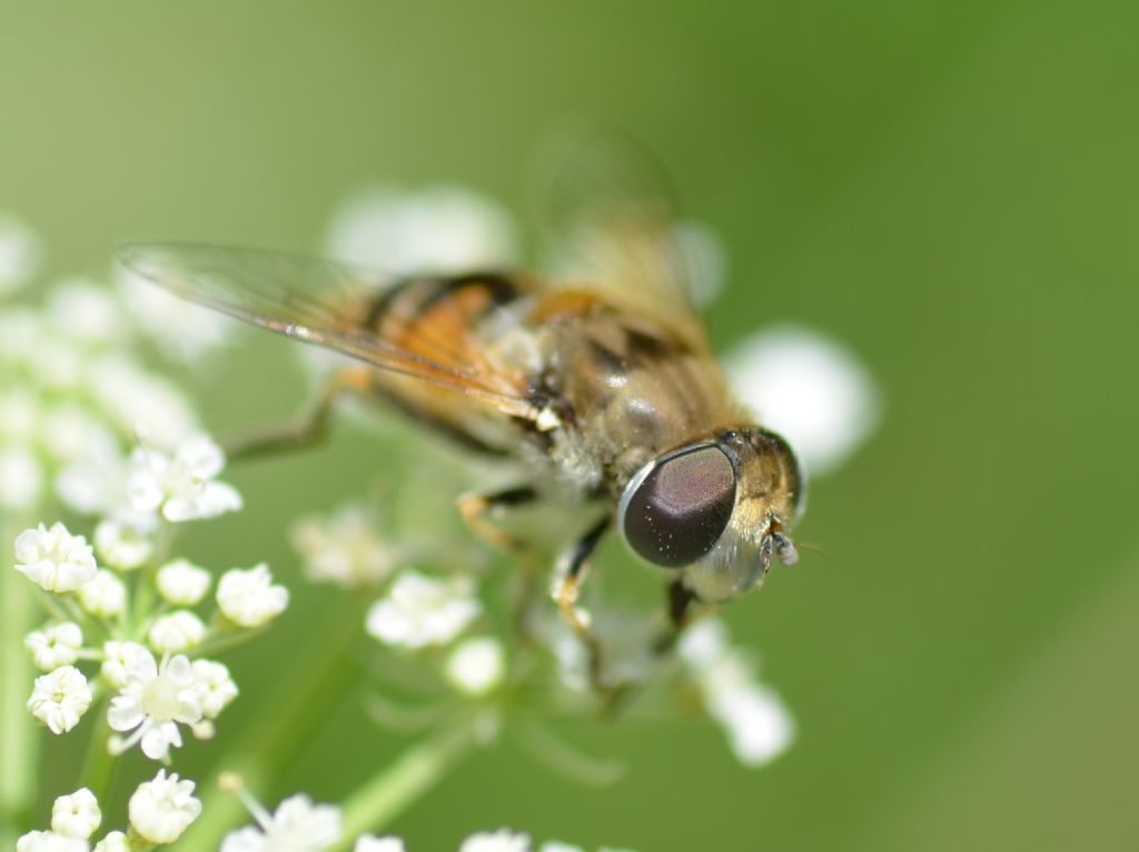 Su carota selvatica 2