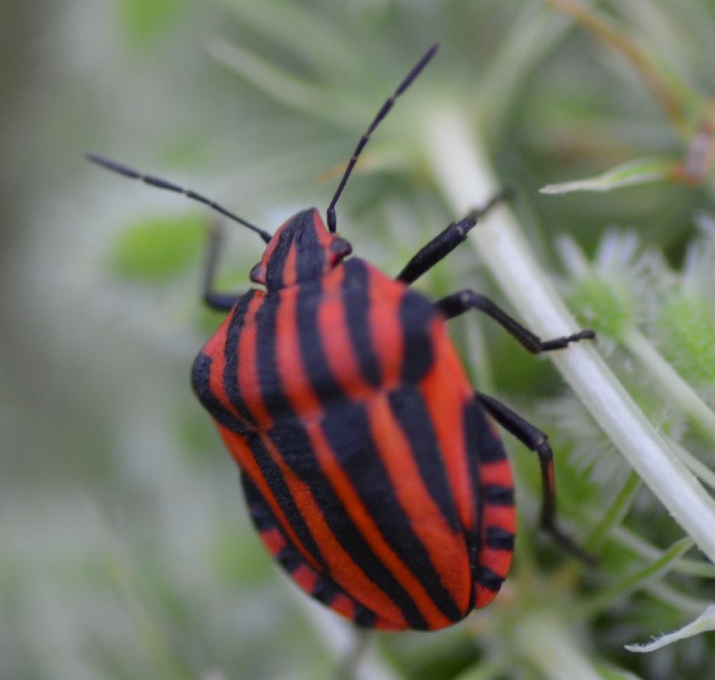 Graphosoma italicum su carota selvatica