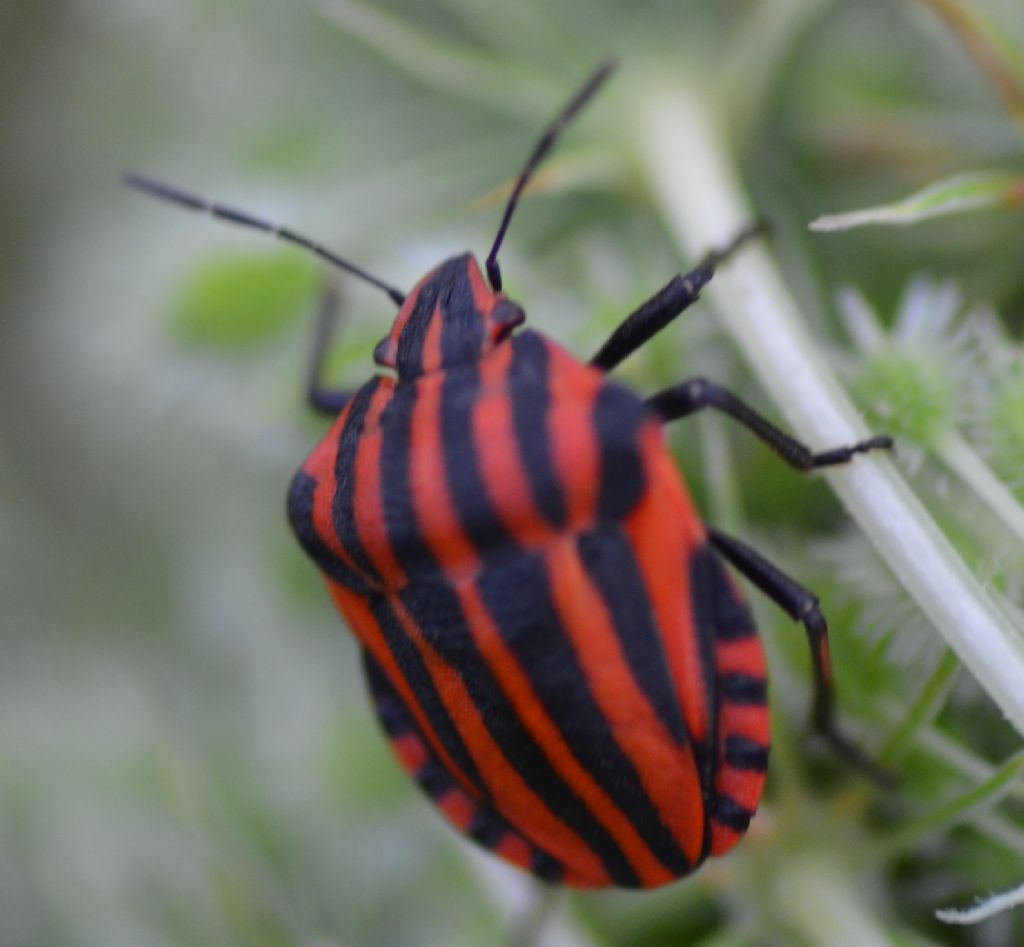Graphosoma italicum su carota selvatica
