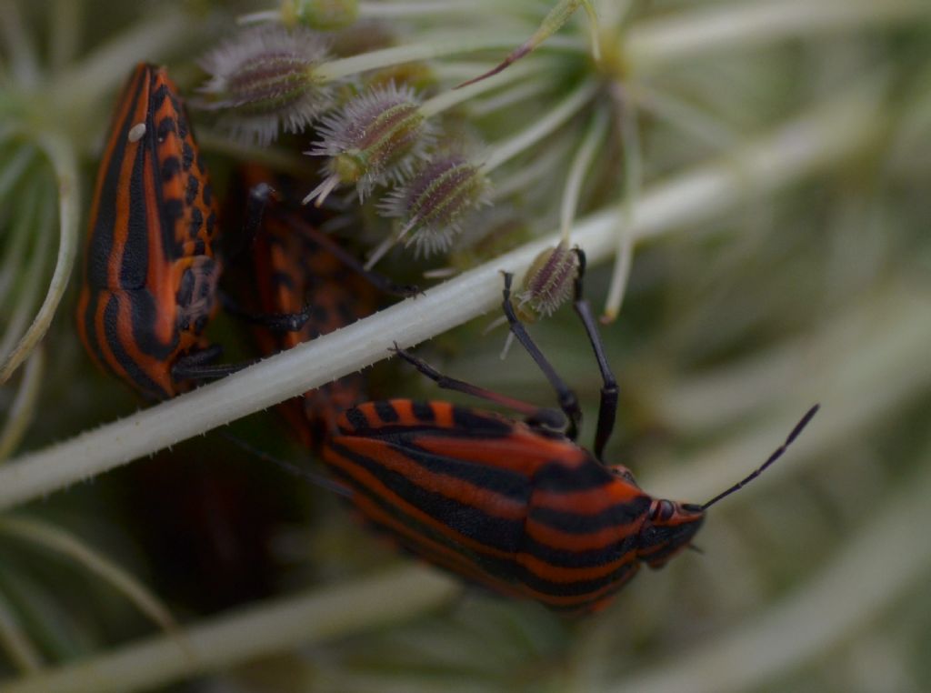 Graphosoma italicum su carota selvatica