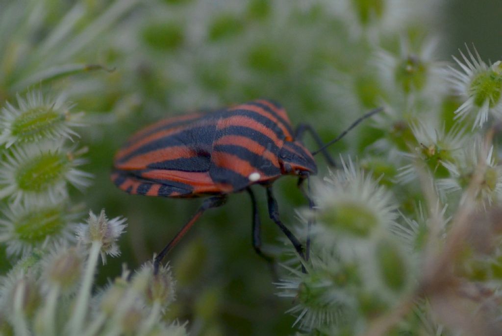 Graphosoma italicum su carota selvatica