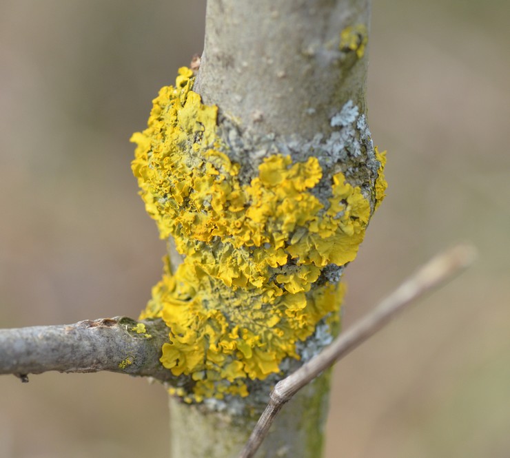 Xanthoria parietina ?