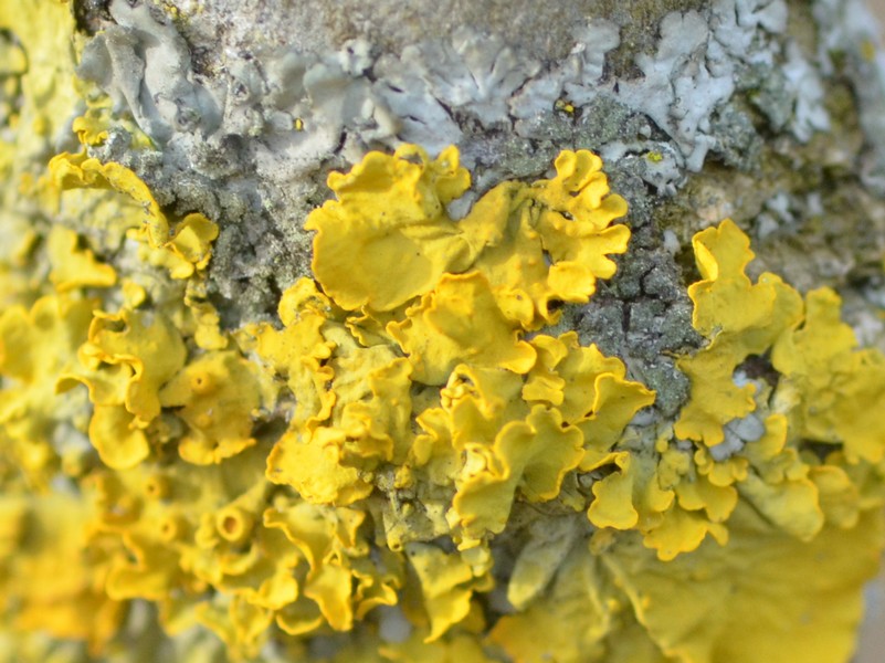 Xanthoria parietina ?