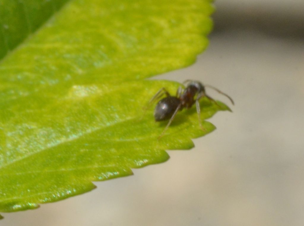 Formica da identificare