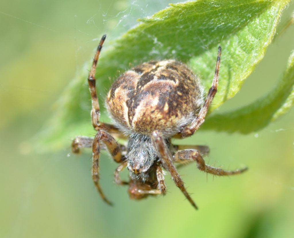 Agalenatea redii su una piantina di Bagolaro