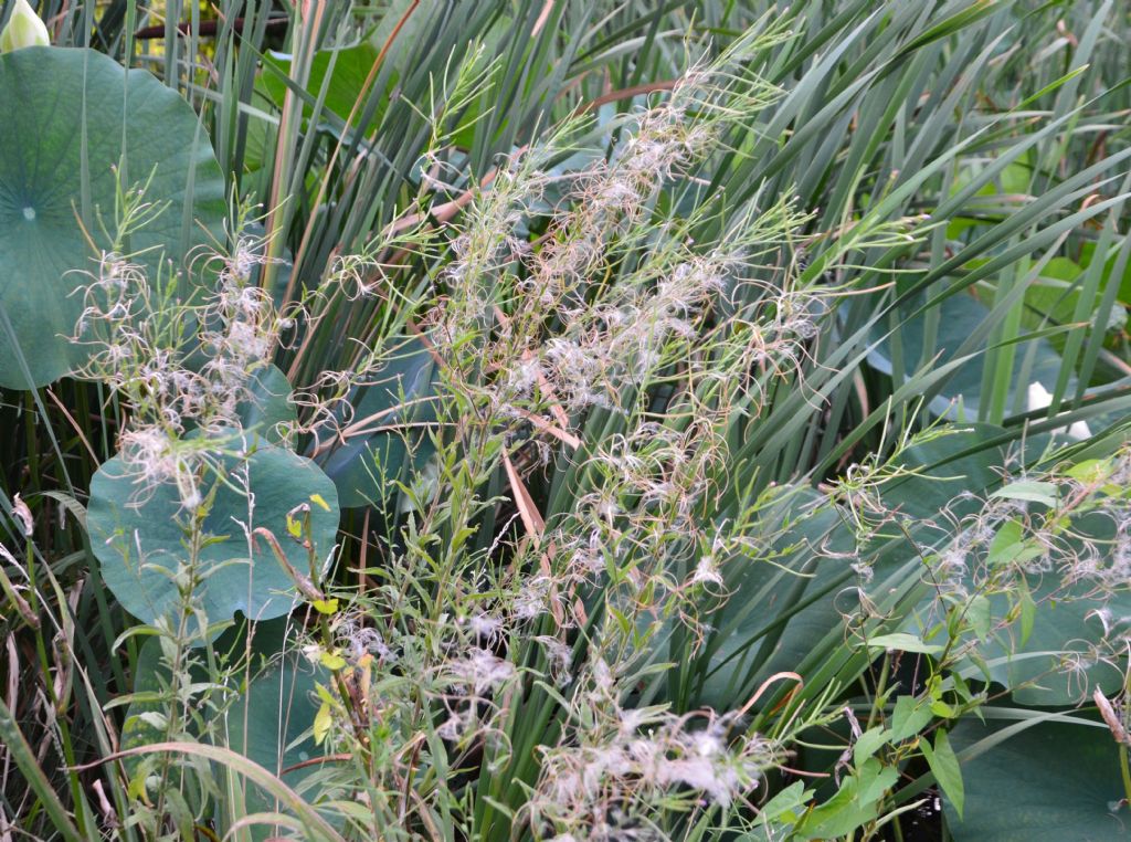 Epilobium? Ma di che secie?