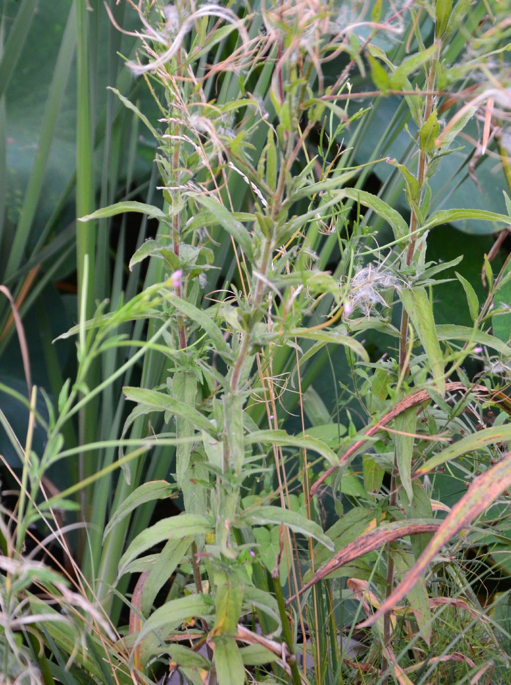 Epilobium? Ma di che secie?