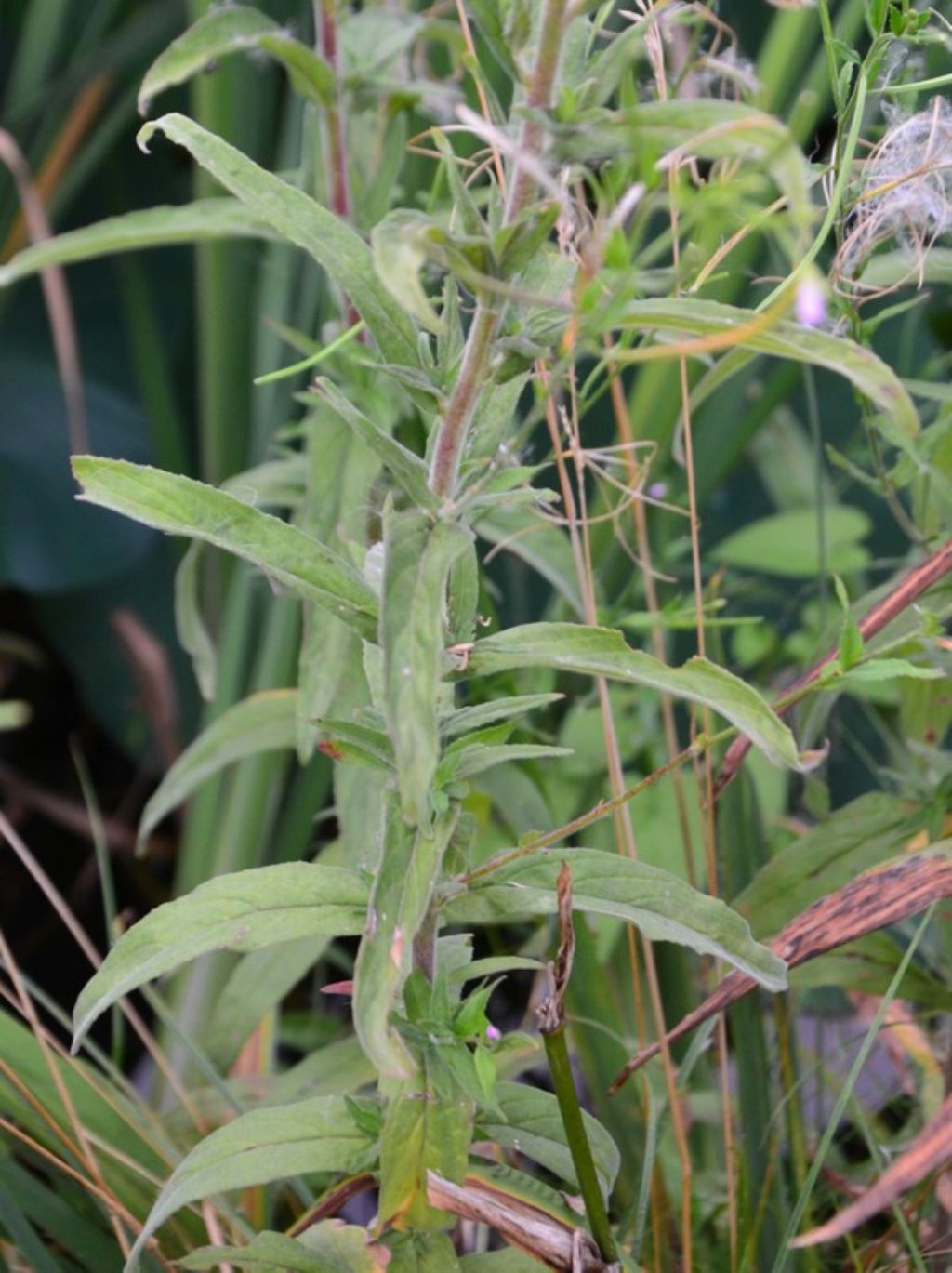 Epilobium? Ma di che secie?