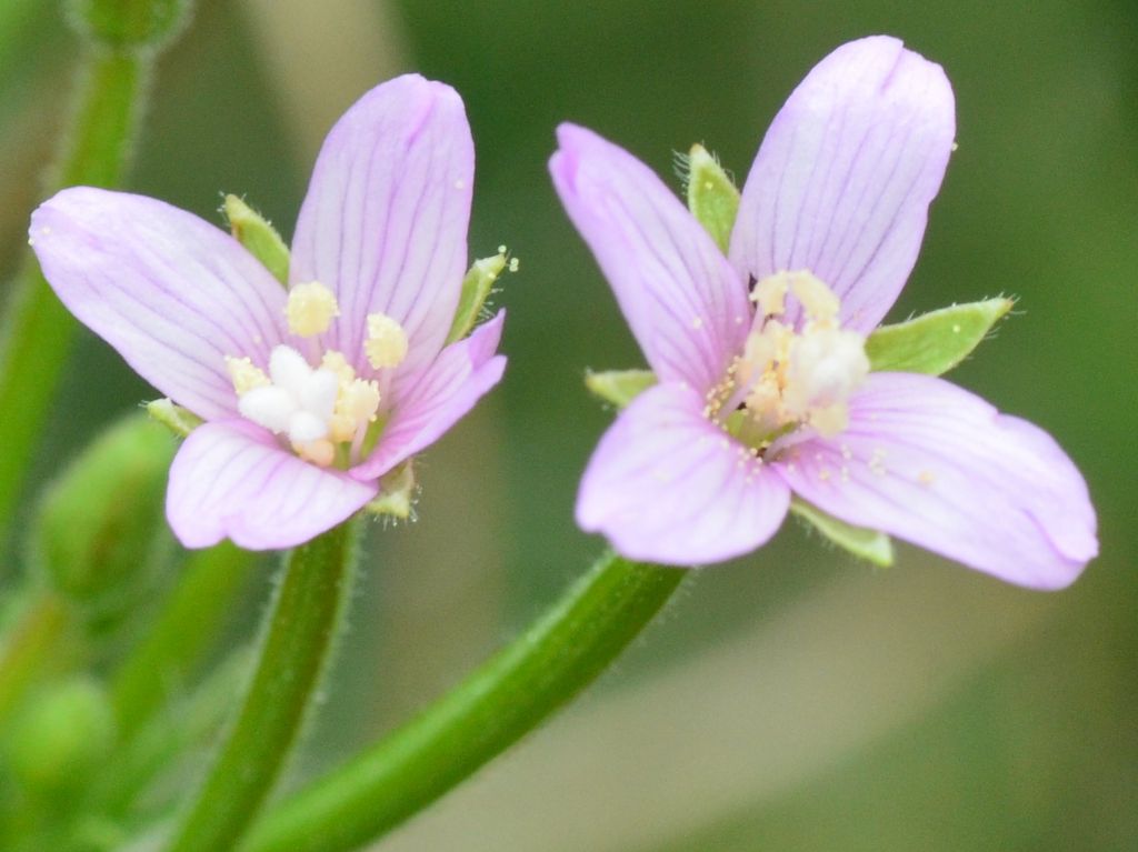 Epilobium? Ma di che secie?