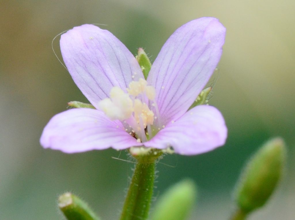 Epilobium? Ma di che secie?