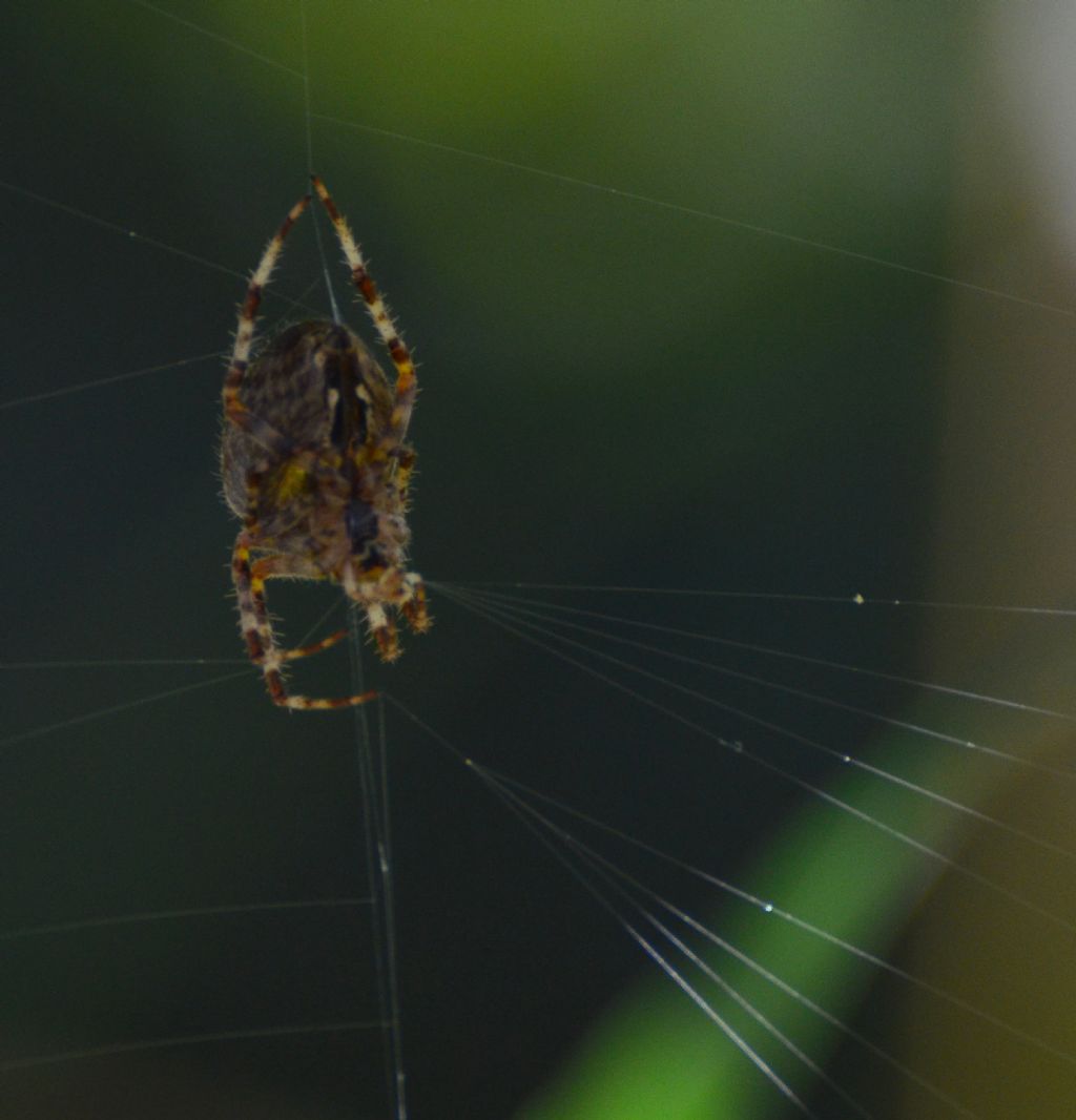 Che specie di ragno?