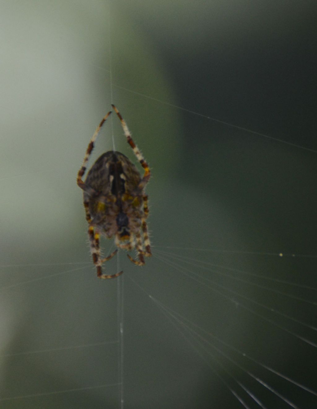 Che specie di ragno?