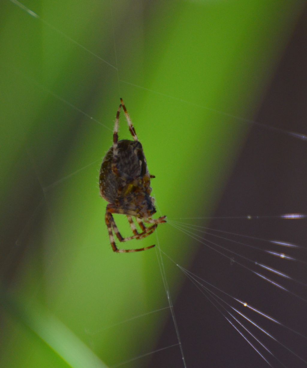 Che specie di ragno?