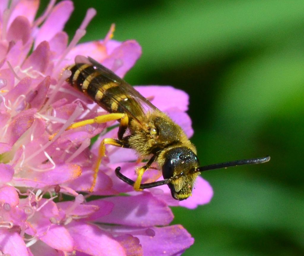 Halictus scabiosae?