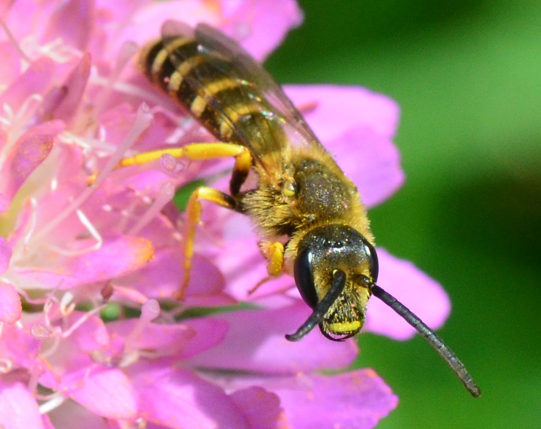 Halictus scabiosae?