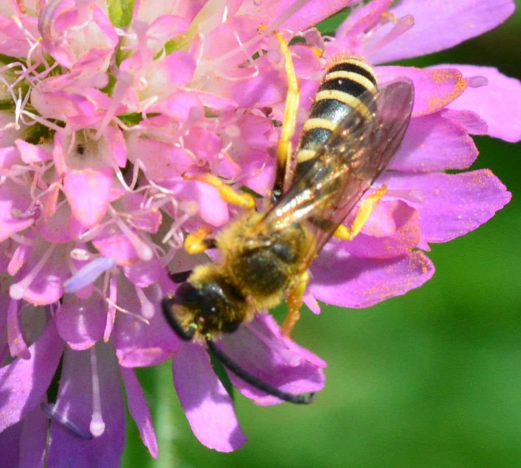 Halictus scabiosae?