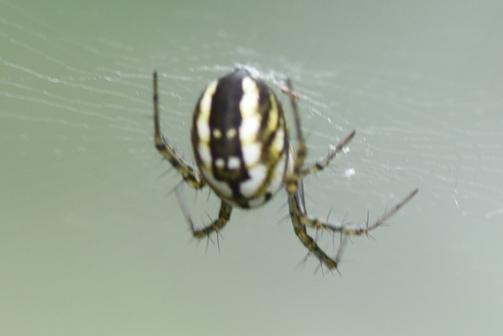 Ragnetto da identificare
