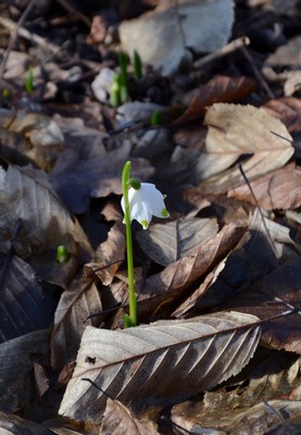 Le ultime arrivate tra le piante gi� fiorite