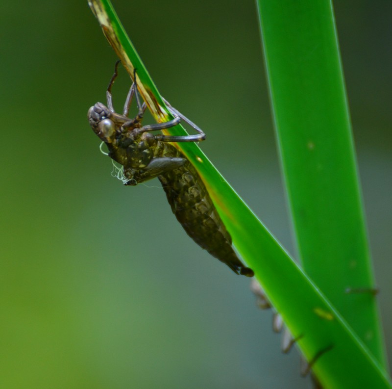Fosso del Ronchetto 4