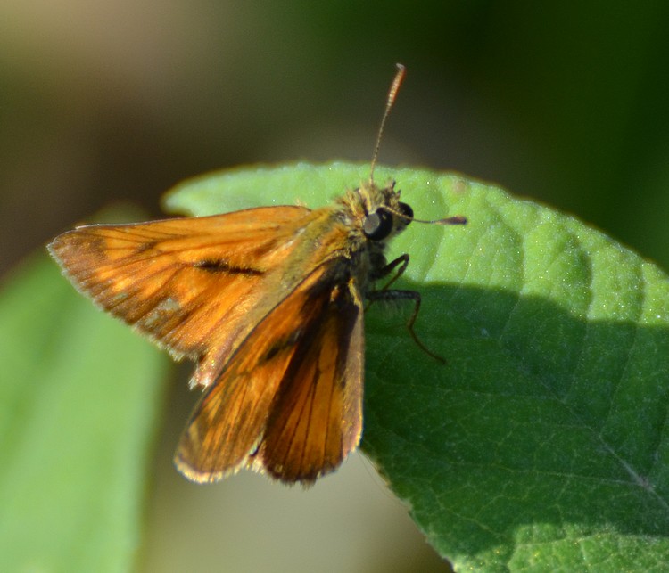 Ochlodes sylvanus? S
