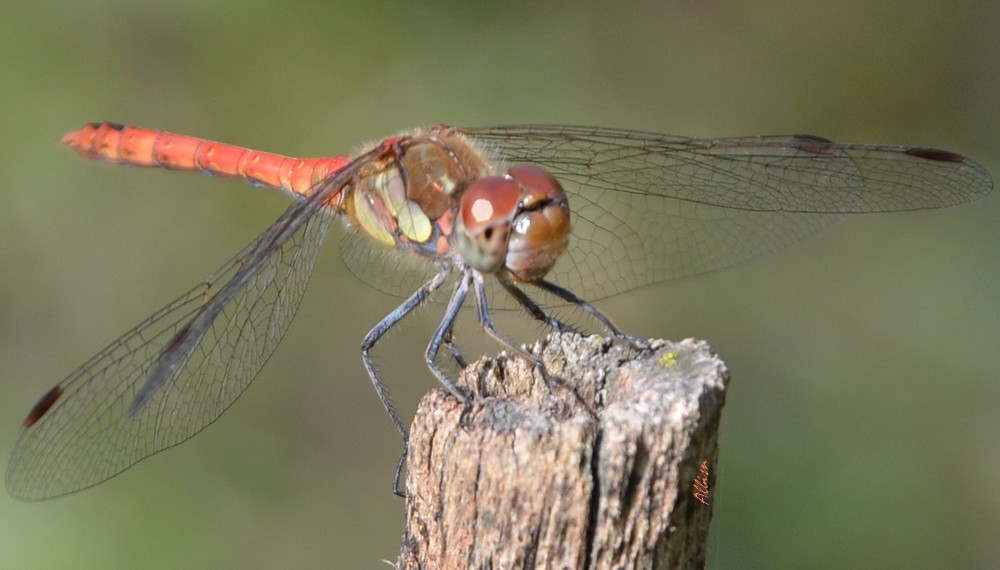 Sympetrum striolatum?