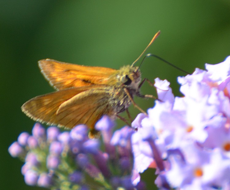 Ochlodes sylvanus? S