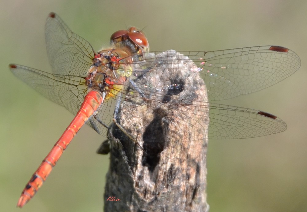 Sympetrum striolatum?