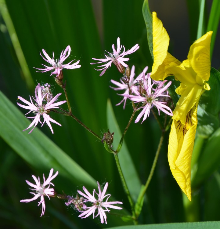 Lychnis flos-cuculi