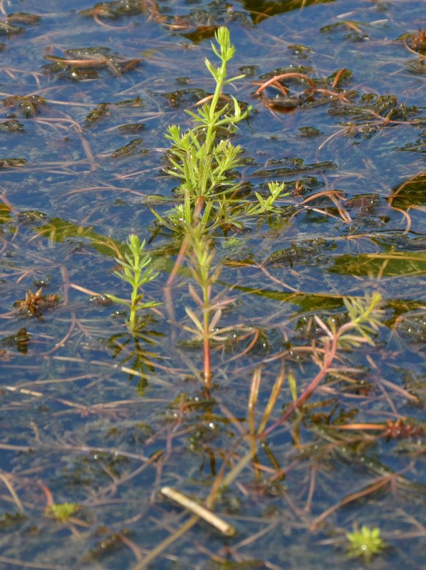 Pianta acquatica? - Galium sp.