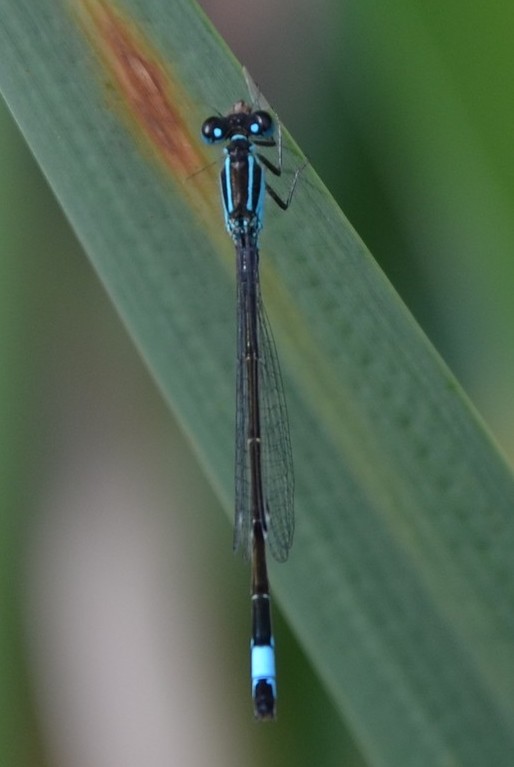 Ischnura elegans