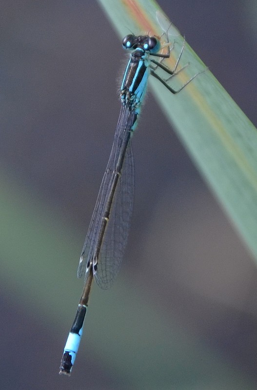 Ischnura elegans