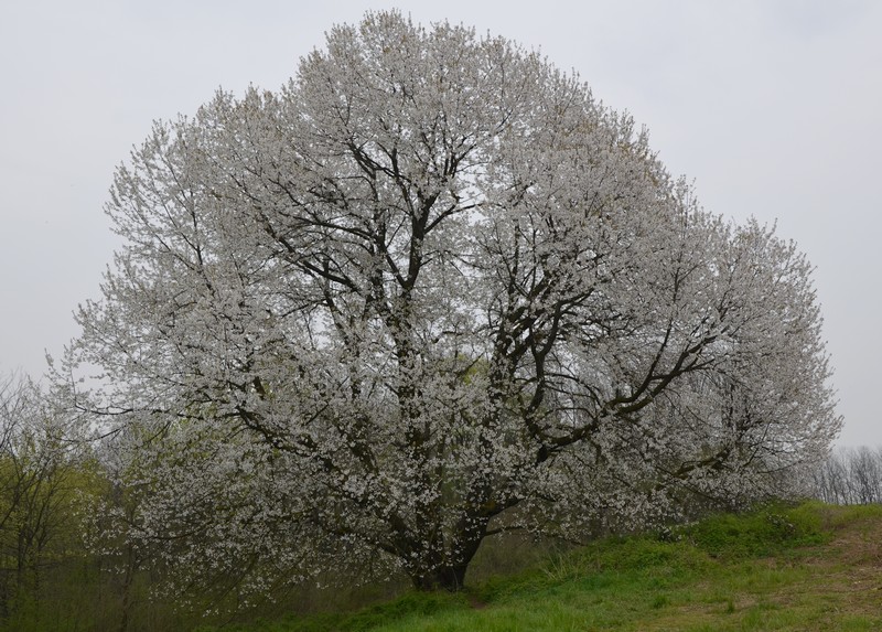 Ciliegio selvatico a Besana in Brianza