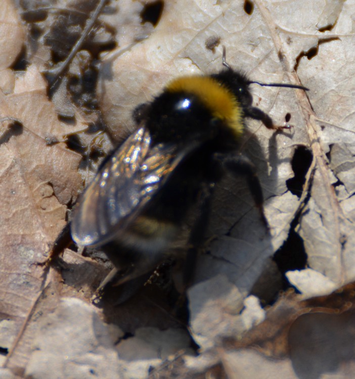 Bombus (Bombus) terrestris (cf.), Apidae