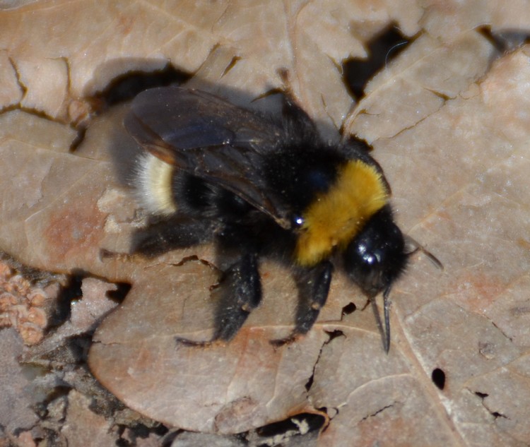 Bombus (Bombus) terrestris (cf.), Apidae