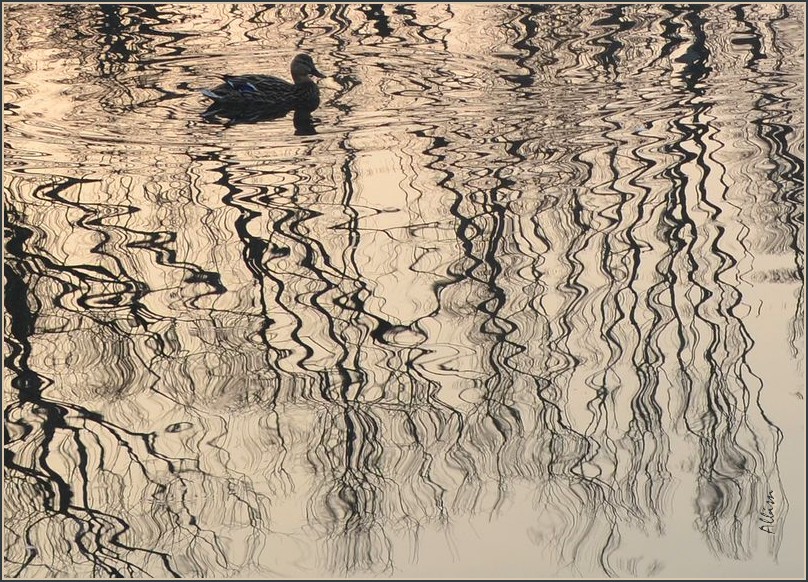 Un mondo riflesso...