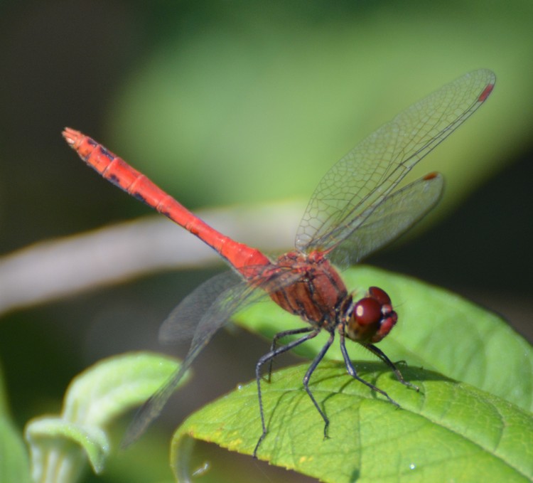 Seregno 2: Sympetrum sanguineum